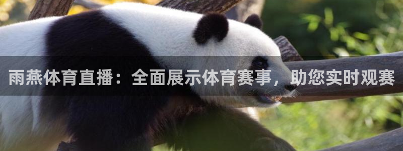 雨燕体育直播：全面展示体育赛事，助您实时观赛